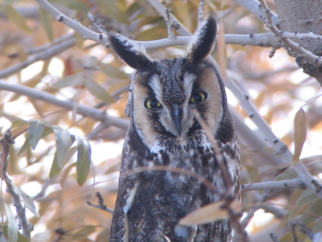 Long-eared Owl - An Antelope Valley Backyard bird!
