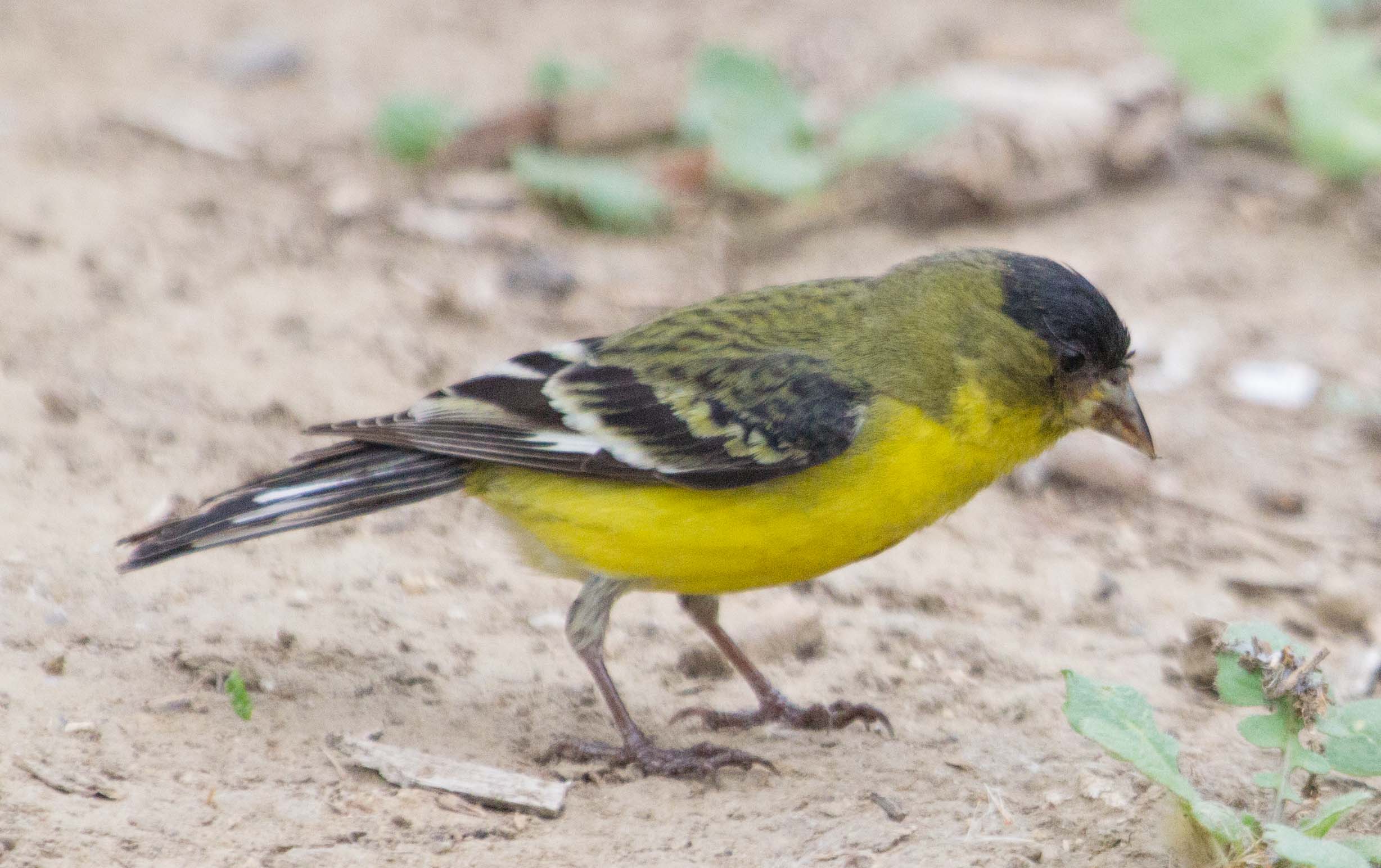 SFV Backyard Bird Identification – San Fernando Valley Audubon Society