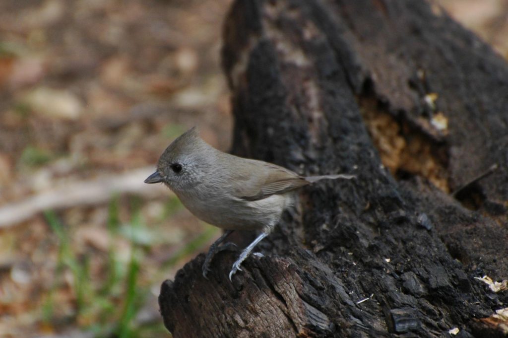 Placerita Canyon Nature Center Docents’ Bird Walk