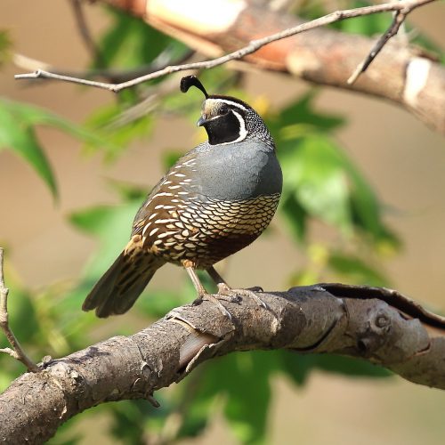 quail-header-bg / David Barton