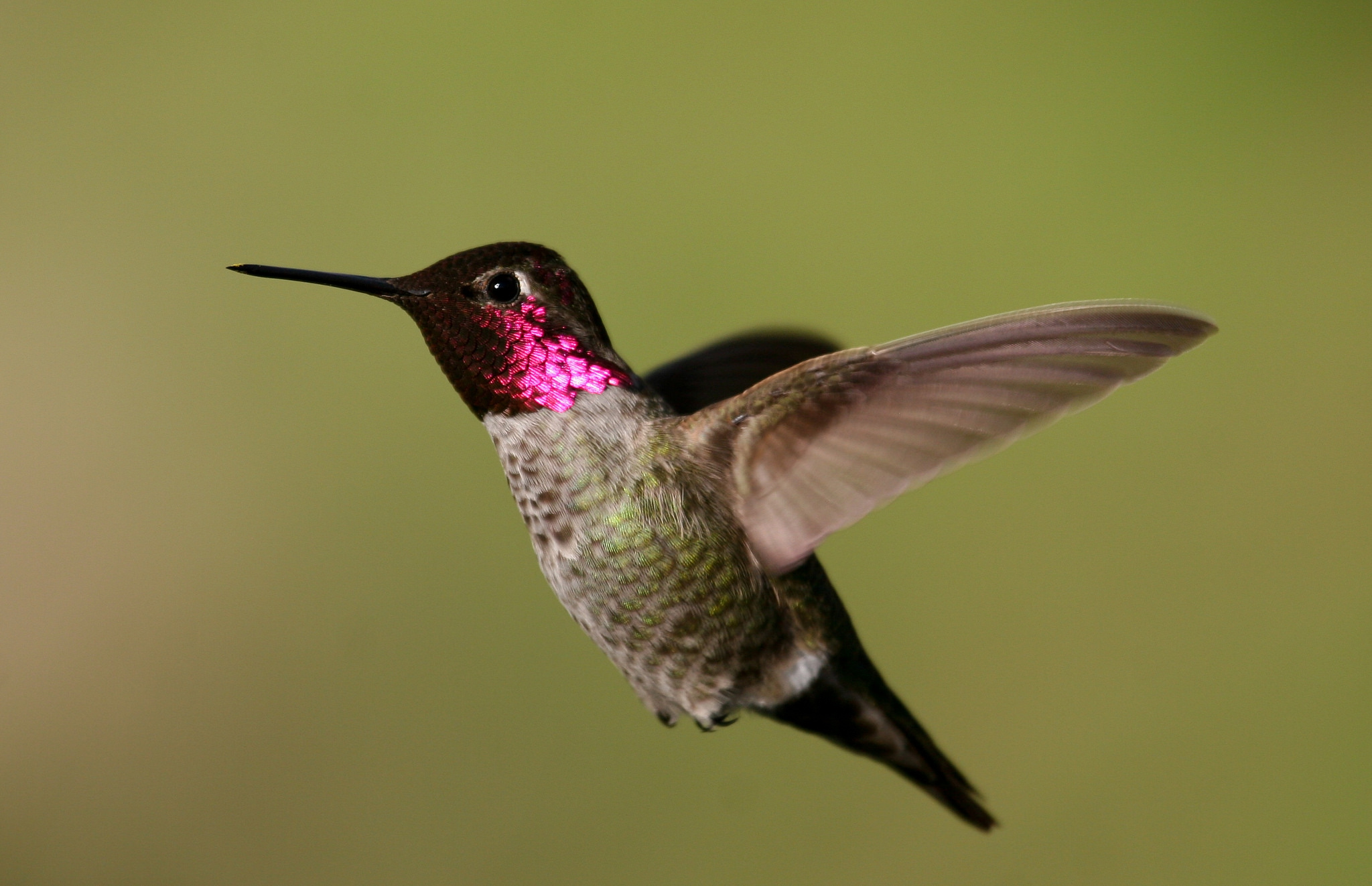 Hummingbirds - San Fernando Valley Audubon Society