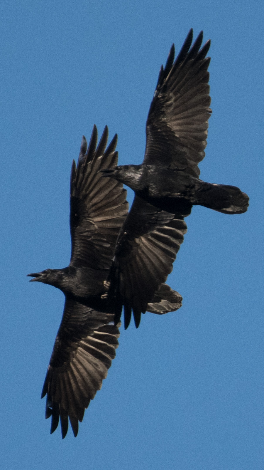 Crows and Ravens San Fernando Valley Audubon Society