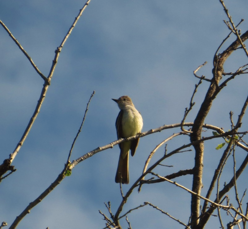 A bird sitting on a tree branch

Description automatically generated