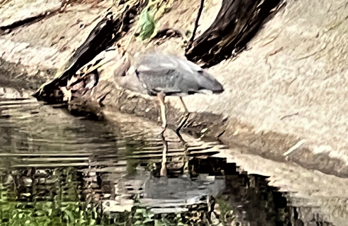 A bird standing in water

Description automatically generated with medium confidence