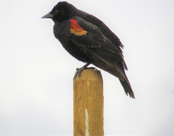 A black bird perched on a post

Description automatically generated with low confidence