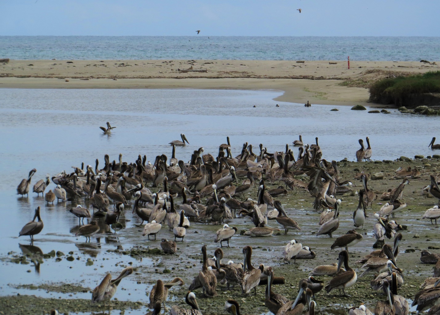 A large group of birds on a beach

Description automatically generated with medium confidence