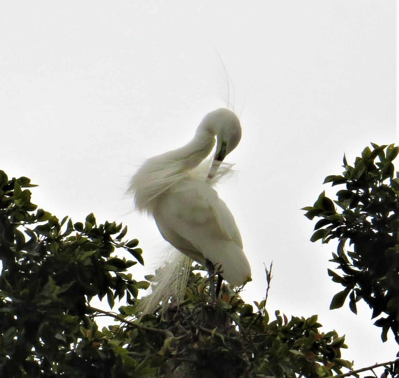 A white bird standing on a tree

Description automatically generated with medium confidence