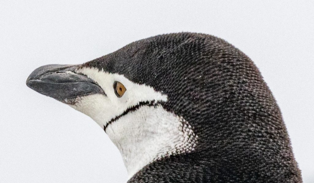 A picture containing bird, aquatic bird, penguin, close Description automatically generated